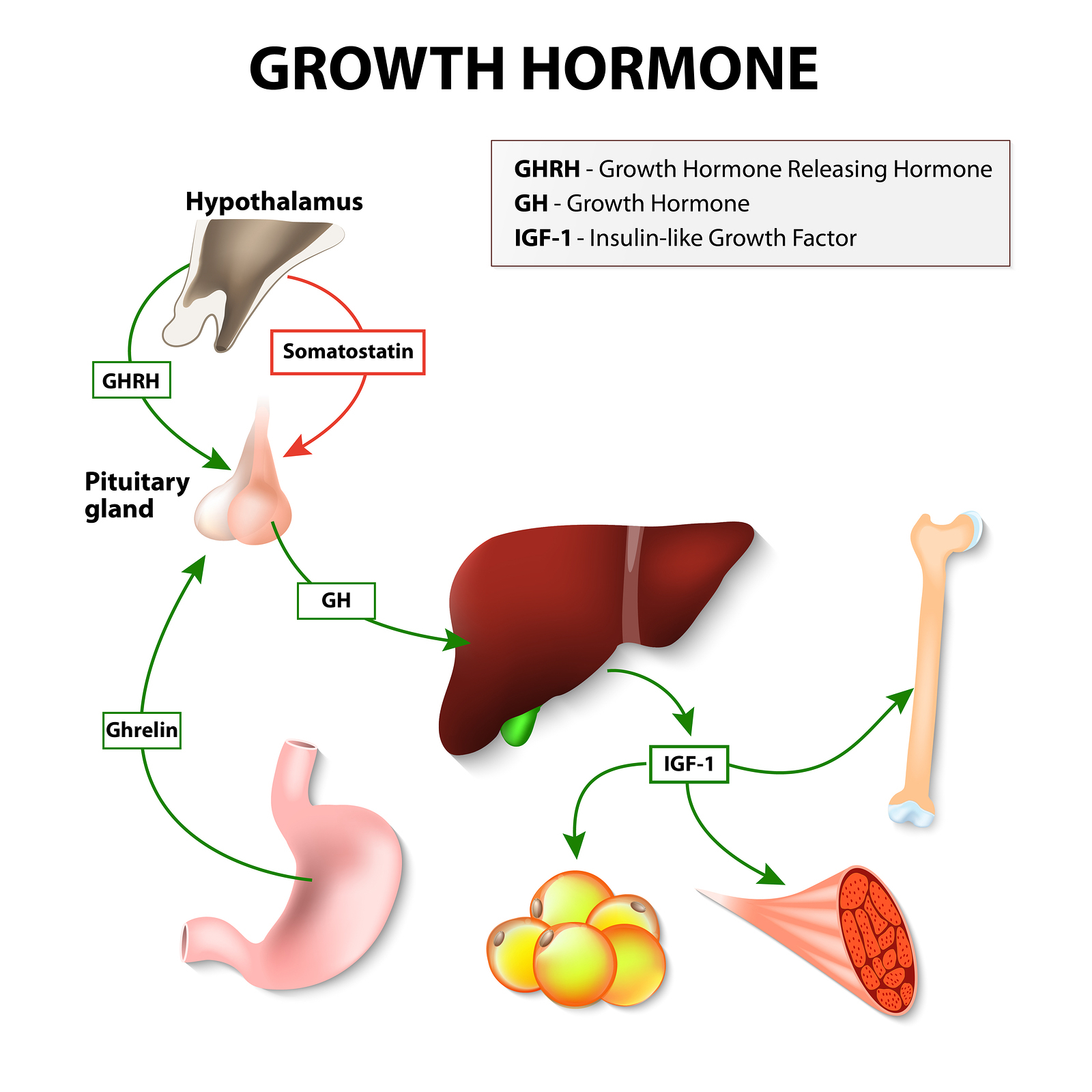 Human Growth Hormone | Physio Pro